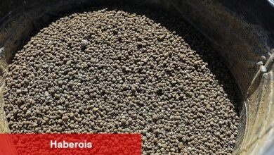 Aksu'daki meralarda iyileştirme çalışması