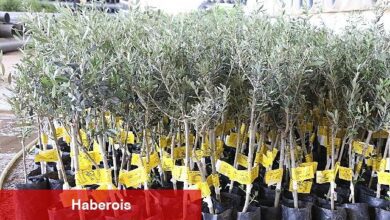 Antalya Büyükşehir Belediyesi 10 biner adet ceviz ve zeytin fidanı hibe etti