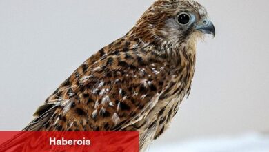 Antalya Doğal Yaşam Parkı'nda 3 özel misafir