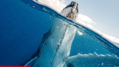 ARB, MKR Alan Kripto Balinaları Bu 5 Altcoini Boşaltıyor! - Haberois ARB, MKR Alan Kripto Balinaları Bu 5 Altcoini Boşaltıyor!