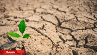 "Aşırı sıcaklar ziraî üretimi etkiliyor" - Haberois "Aşırı sıcaklar ziraî üretimi etkiliyor"