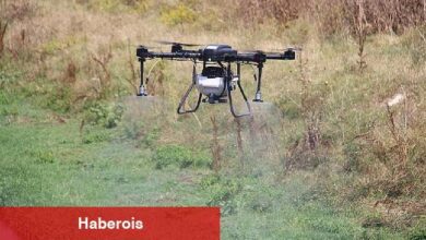 Asya Kaplan Sivrisineğine karşı en etkili yöntem - Haberois Asya Kaplan Sivrisineğine karşı en etkili yöntem