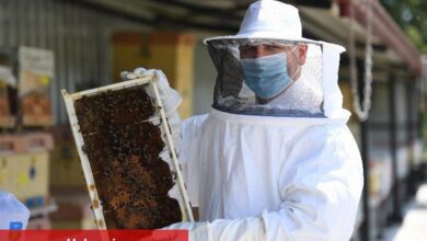 Balıkesir balları dünya sofralarında - Haberois Balıkesir balları dünya sofralarında