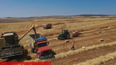 Belediyenin buğdayları un olarak dağıtılacak - Haberois Belediyenin buğdayları un olarak dağıtılacak
