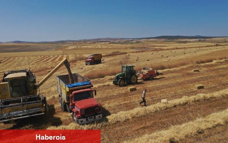 Belediyenin buğdayları un olarak dağıtılacak - Haberois Belediyenin buğdayları un olarak dağıtılacak