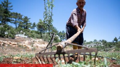 Büyükşehir desteğiyle çiftçinin yüzü gülüyor - Haberois Büyükşehir desteğiyle çiftçinin yüzü gülüyor