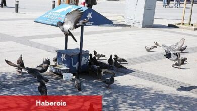 Can dostlara mama ve su desteği