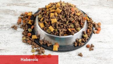 Can dostların mamaları Türkiye'de üretiliyor Türkiye, kedi-köpek maması ihracatında 100 milyon dolar hedef koydu