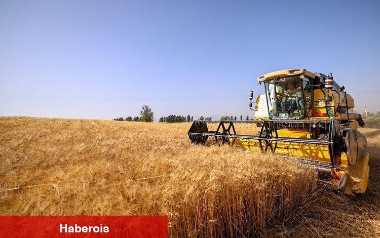 Çiftçilerin buğday sevinci - Haberois Çiftçilerin buğday sevinci