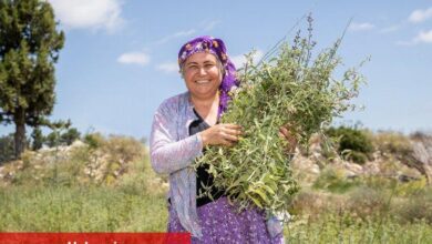 Çiftçilerin hasat sevinci