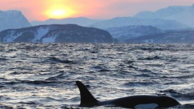 Dev Balinalar, Binance’den Bu 7 Altcoini Alıyor! - Haberois Dev Balinalar, Binance’den Bu 7 Altcoini Alıyor!