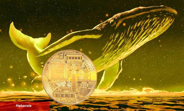 Devasa Yükseliş Beklentisi! Balinalar Bu 2 Altcoin’e Koşuyor! - Haberois Devasa Yükseliş Beklentisi! Balinalar Bu 2 Altcoin’e Koşuyor!