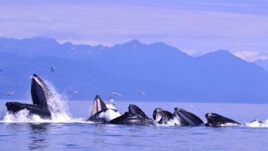 Dikkat: Altcoin Balinaları Bu Tarih İçin Hazırlıklara Başladı!