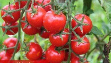 Domatesin kotası 500 bin tona çıktı