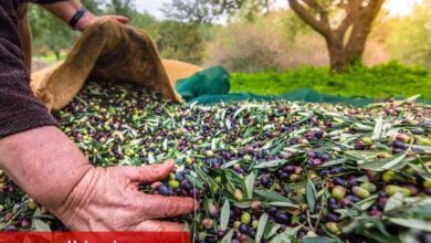 Egeli ihracatçılar: Zeytinyağı ihracatında 20 cent fon kaldırılmalı - Haberois Egeli ihracatçılar: Zeytinyağı ihracatında 20 cent fon kaldırılmalı