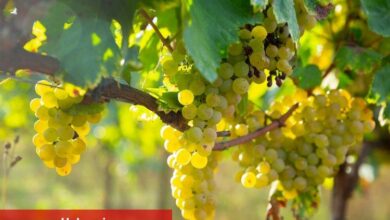 'Erkenci tür'ün ihracat yolculuğu başladı - Haberois 'Erkenci tür'ün ihracat yolculuğu başladı