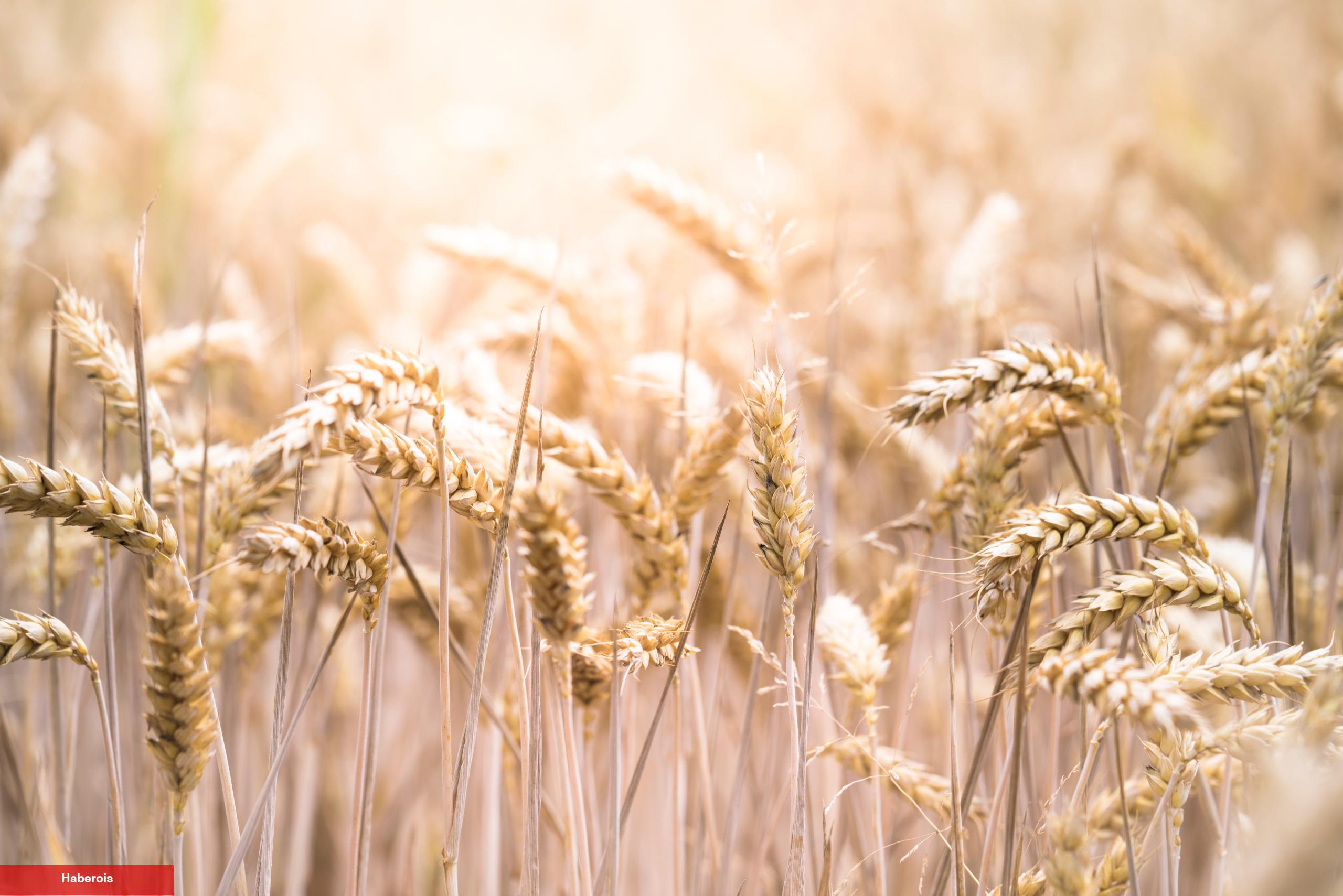 FAO: Dünya Besin Fiyatları Son 2 Yılın En Düşük Düzeyinde