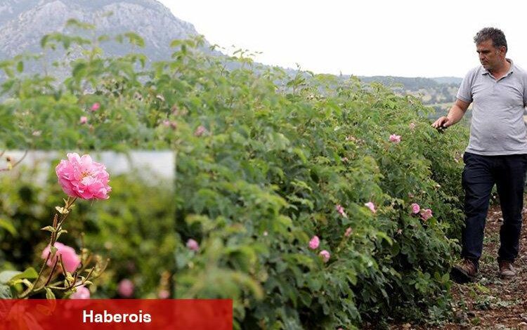 Gül üreticilerine dev destek - Haberois Gül üreticilerine dev destek