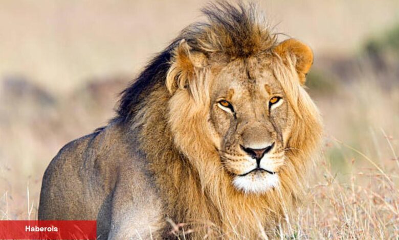 İstanbul'un göbeğinde aslan paniği! Takımlar ilaçlı ok ile yakaladı - Haberois İstanbul'un göbeğinde aslan paniği! Takımlar ilaçlı ok ile yakaladı