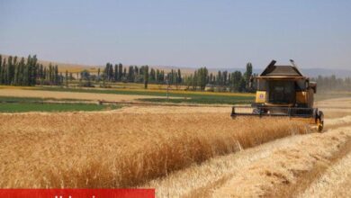 Karakılçık buğdayında hasat sevinci - Haberois Karakılçık buğdayında hasat sevinci