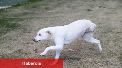 Karşıyaka'nın ampute köpekleri emin ellerde