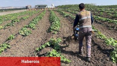 Keçiören belediyesi bostanında hasat başladı - Haberois Keçiören belediyesi bostanında hasat başladı