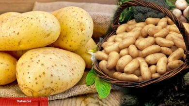 Kızartmalık ile yemeklik patates ortasındaki fark nedir?Kızartmalık patates ile yemek yapılır mı - Haberois Kızartmalık ile yemeklik patates ortasındaki fark nedir?Kızartmalık patates ile yemek yapılır mı