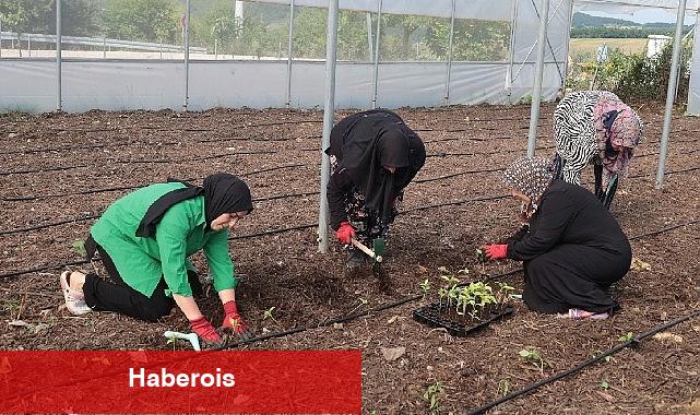 Kocaeli Büyükşehir'den kadın girişimcilere tarımsal destek - Haberois Kocaeli Büyükşehir'den kadın girişimcilere tarımsal destek