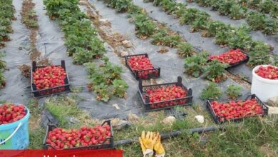 Kocaeli’de üreticilere 118 bin çilek fidesi dağıtıldı