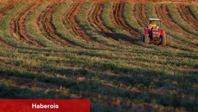 Konya Şeker, üreticilere 182 milyon TL avans ödemesi yapacak
