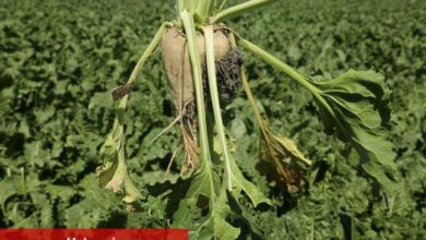 Konya Şeker'den üreticilere 182 milyon TL'lik avans