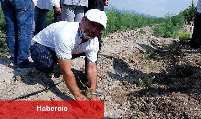 Kuşkonmaz üreticisi Sparga1 Tarım A.Ş., 400 dönümlük alanda dikim faaliyetine başladı - Haberois Kuşkonmaz üreticisi Sparga1 Tarım A.Ş., 400 dönümlük alanda dikim faaliyetine başladı
