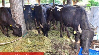 Manda üreticiliği altın kadar kıymetli - Haberois Manda üreticiliği altın kadar kıymetli