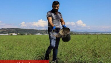 Meralara tohumlu çözüm