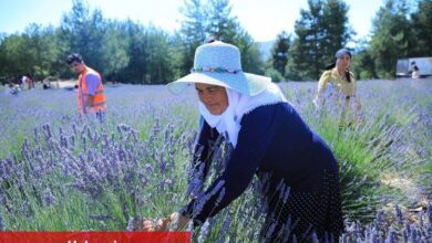 Muğla Büyükşehir Koku Vadisi’nde lavanta şenliği düzenliyor - Haberois Muğla Büyükşehir Koku Vadisi’nde lavanta şenliği düzenliyor