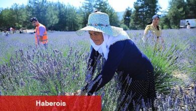 Muğla Büyükşehir Koku Vadisi'nde Lavanta Şenliği Düzenliyor - Haberois Muğla Büyükşehir Koku Vadisi'nde Lavanta Şenliği Düzenliyor