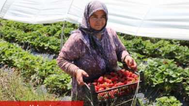 Muğla Köyceğiz Yaylaları’nın çilekleri raflarda