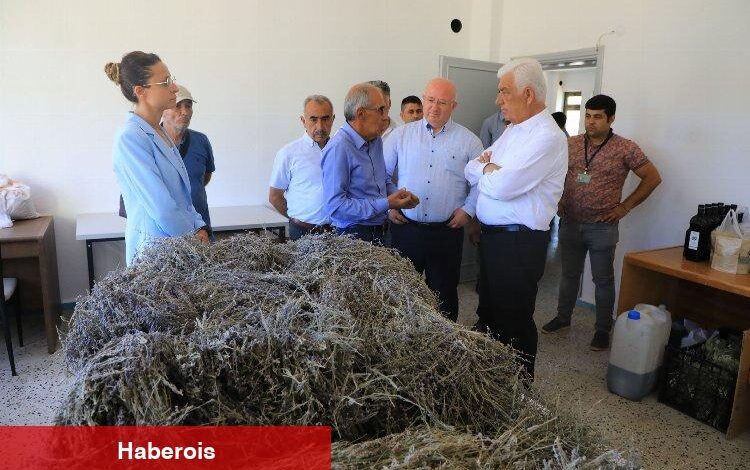 Muğla'da 212 dekar arazi lavanta ile buluştu - Haberois Muğla'da 212 dekar arazi lavanta ile buluştu