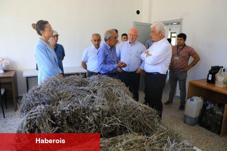 Muğla'da 212 dekar arazi lavanta ile buluştu
