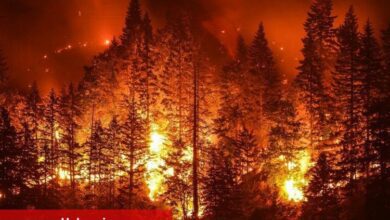 Orman yangınlarının sebebi sabotaj mı, yoksa doğal sebepler mi? - Haberois Orman yangınlarının sebebi sabotaj mı, yoksa doğal sebepler mi?