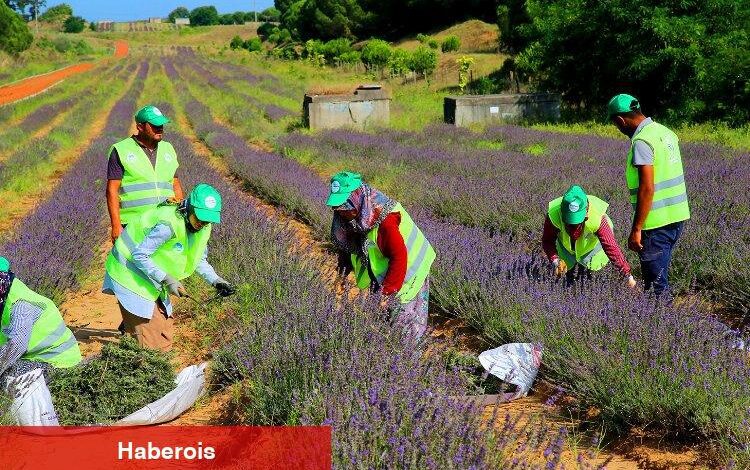 Sakarya'da 'mor' hasat büyülüyor - Haberois Sakarya'da 'mor' hasat büyülüyor