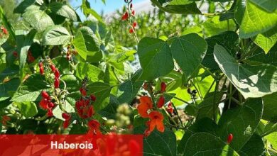 Saray Belediyesi zirai üretimde örnek oluyor
