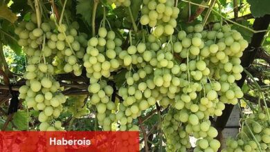 Superior Seedless Çeşidi Sofralık Üzümün ihracat yolculuğu başladı - Haberois Superior Seedless Çeşidi Sofralık Üzümün ihracat yolculuğu başladı