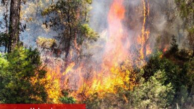 TEMA'dan dikkat çeken farkındalık - Haberois TEMA'dan dikkat çeken farkındalık