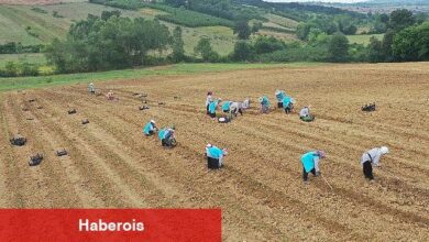 Tıbbi Aromatik Bitki Yetiştiriciliğinde yeni ürün; kekik