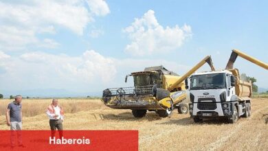 Torbalı Belediyesi Buğday Hasadı