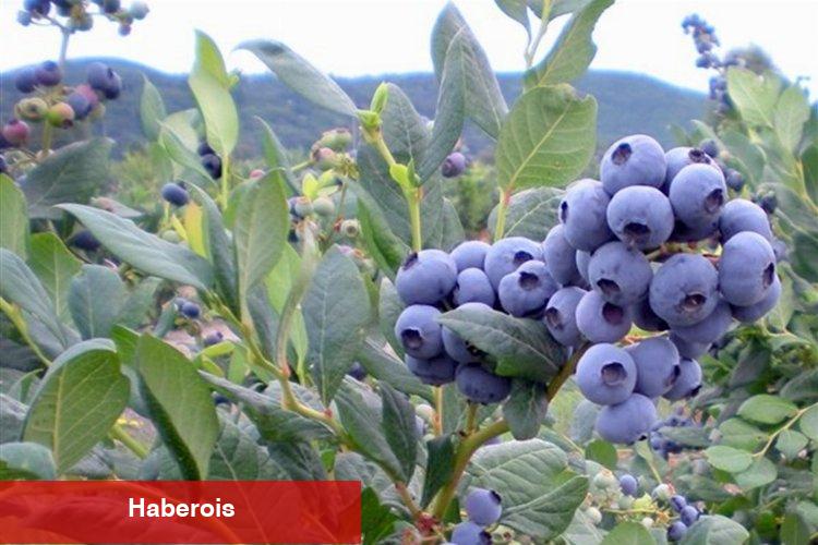 Yaban mersininin 10 faydası