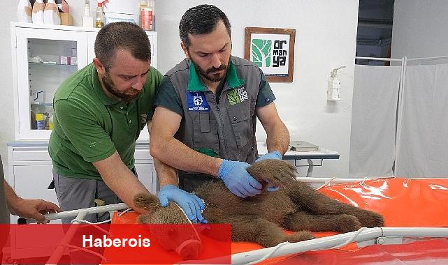 Yaralı boz ayı Ormanya'da yaşama tutundu