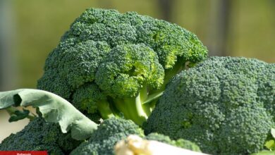 Yavuz Yörükoğlu Anlattı, Sebzelerin Kralı Brokoli