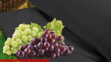 Zeytin ve üzüm üreticilerine Manisa desteği